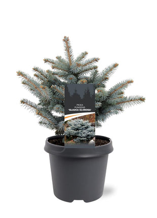 Picea pungens 'Glauca Globosa'