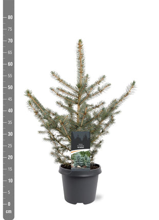 Picea pungens glauca