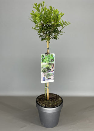 Laurus nob. ' Bay Junior'