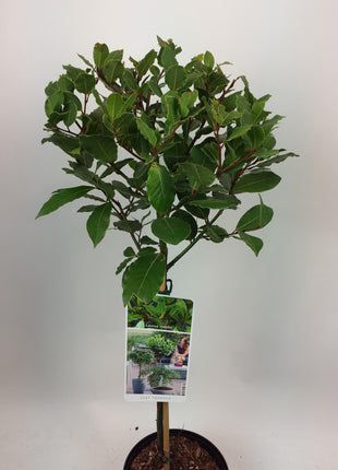 Laurus nobilis