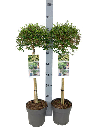 Ligustrum delavayanum