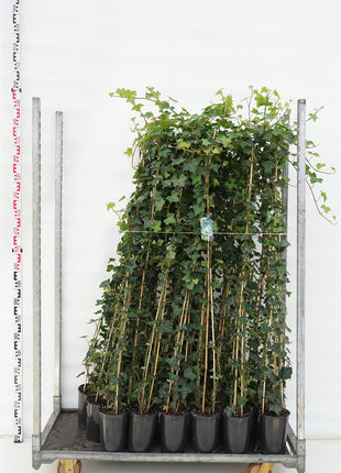 Hedera hibernica
