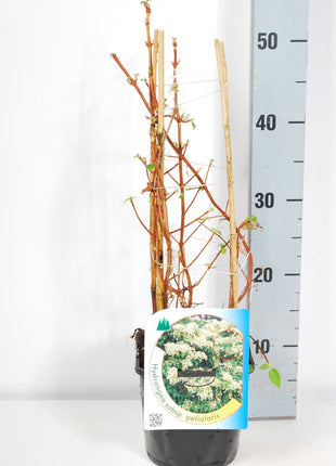 Hydrangea anomala petiolaris