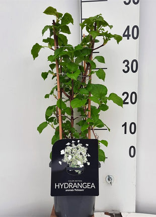 Hydrangea anomala petiolaris