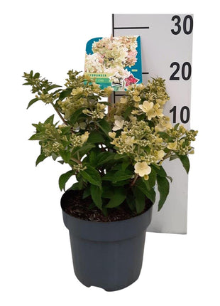Hydrangea pan. 'Petite Star'®