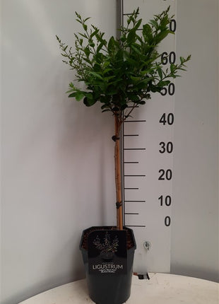 Ligustrum vulg. 'Magical Bl. Pearl'