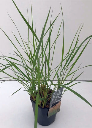 Calamagrostis acut. 'Karl Foerster'