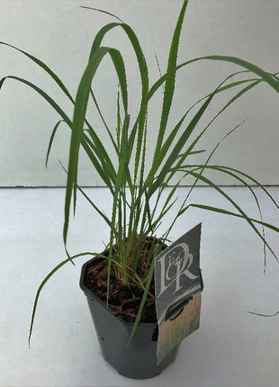 Calamagrostis acut. 'Karl Foerster'