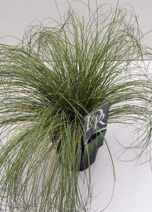 Carex comans 'Frosted Curls'