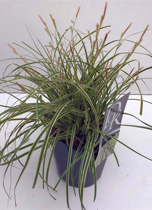 Carex 'Evercream'