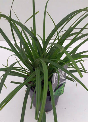 Carex morr. 'Irish Green'