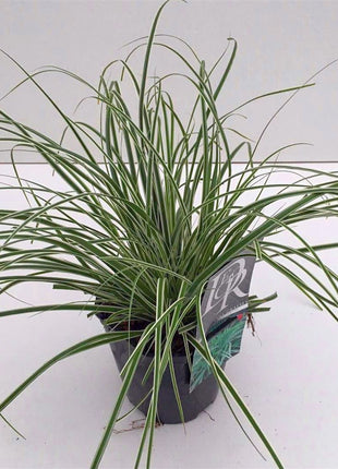 Carex oshim. 'Everest'