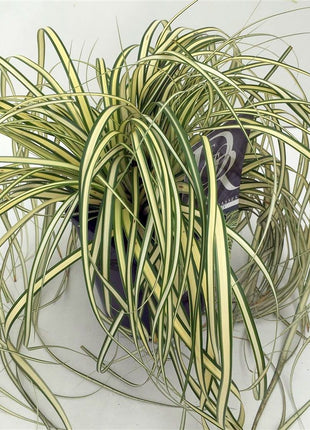 Carex oshim. 'Evergold'
