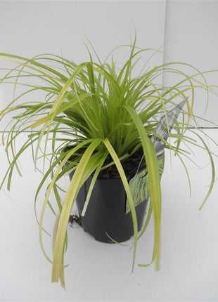 Carex oshim. 'Everillo'