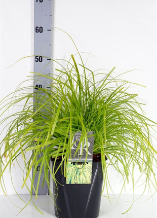 Carex oshim. 'Everillo'