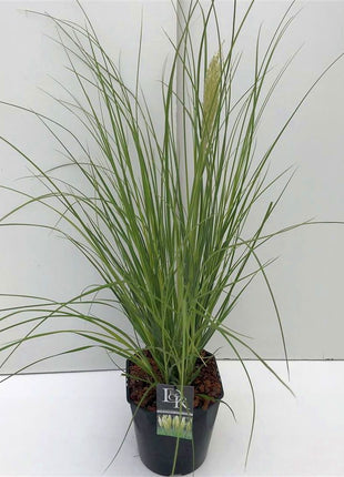 Cortaderia sell. 'Mini Pampas'