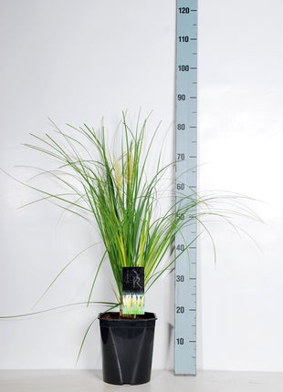 Cortaderia sell. 'Mini Pampas'