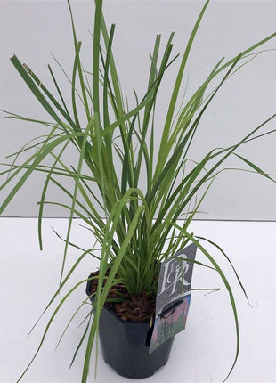 Cortaderia sell. 'Rosea'