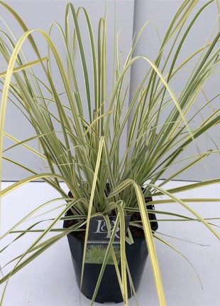 Cortaderia sell. 'Splendid Star'
