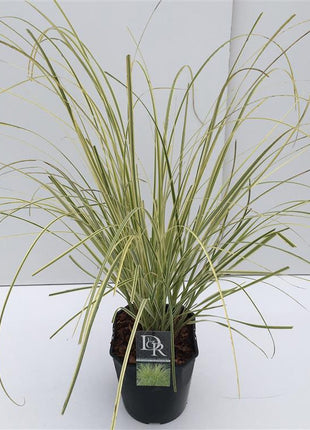 Cortaderia sell. 'Splendid Star'