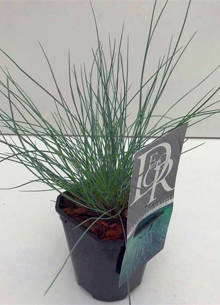 Festuca glauca 'Elijah Blue'