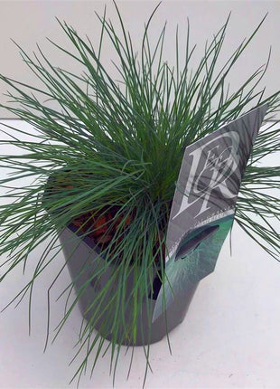 Festuca glauca 'Elijah Blue'