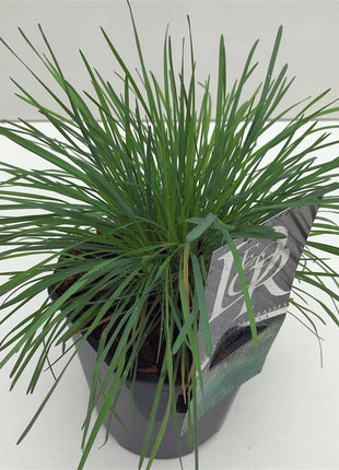 Koeleria glauca