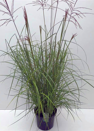 Miscanthus sin. 'Ferner Osten'