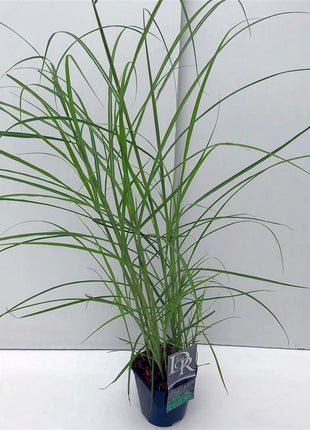 Miscanthus sin. 'Ferner Osten'
