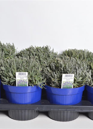 Lavandula ang. 'Hidcote'
