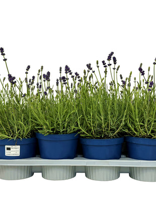 Lavandula ang. 'Hidcote'