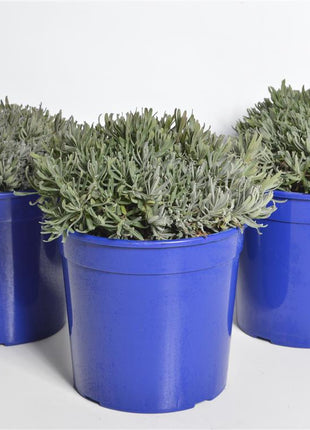 Lavandula ang. 'Hidcote'