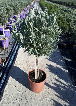 Lavandula dentata