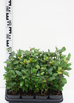 Laurus nobilis