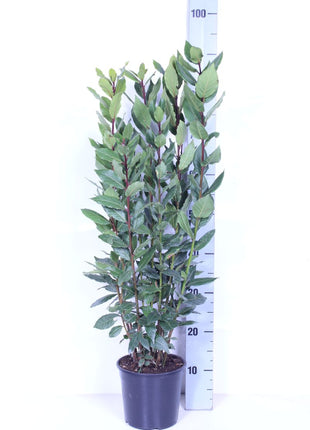Laurus nobilis