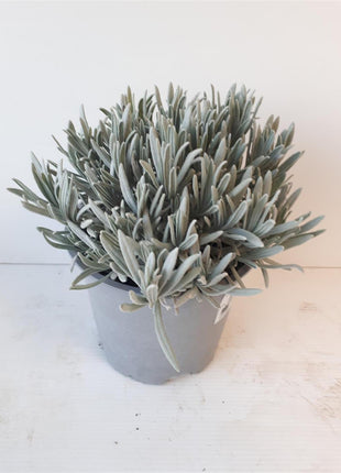 Lavandula officinalis