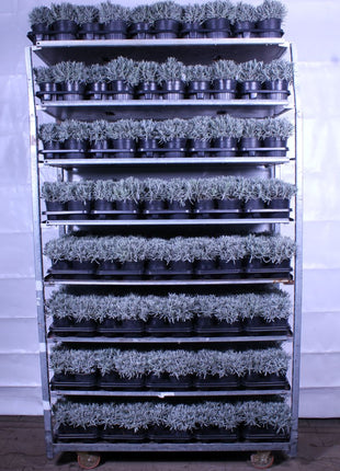 Lavandula officinalis
