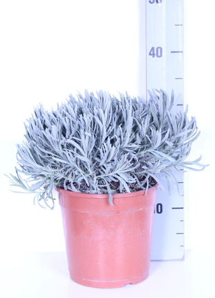 Lavandula officinalis