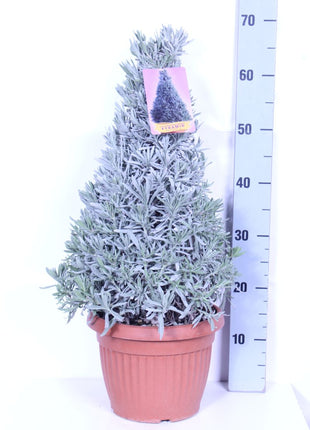 Lavandula officinalis