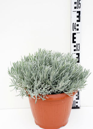 Lavandula officinalis