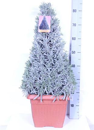 Lavandula officinalis