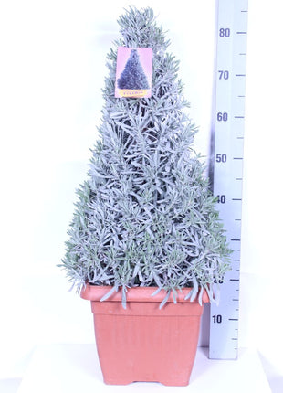 Lavandula officinalis