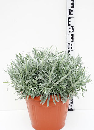Lavandula officinalis