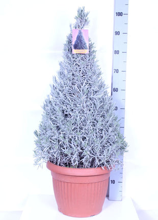 Lavandula officinalis