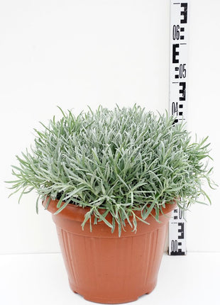 Lavandula officinalis