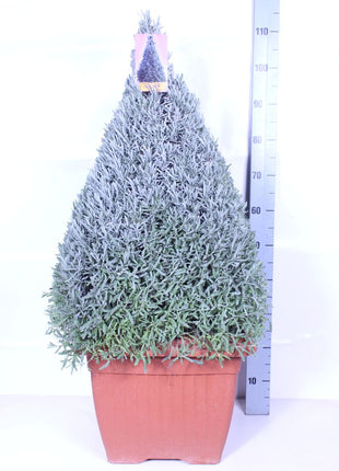 Lavandula officinalis