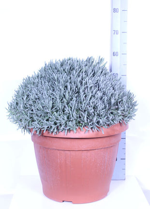 Lavandula officinalis