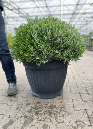 Lavandula officinalis
