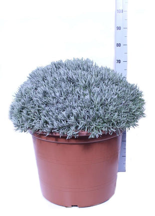 Lavandula officinalis
