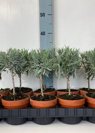 Lavandula officinalis